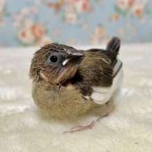 キンカチョウ  ノーマル  🍂.｡:*