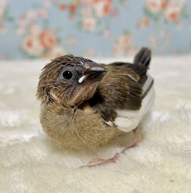 キンカチョウ ノーマル 🍂.｡:*