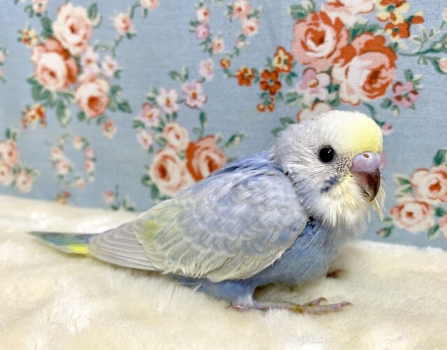 セキセイインコ パステルレインボークリーム系 🫧💜٭•。.*･ﾟ