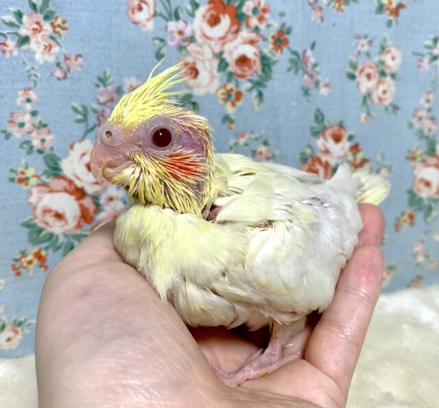 オカメインコ ルチノー 🐤✨.ﾟ･*