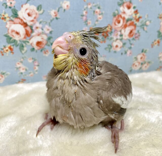 オカメインコ シナモン ( ● ･θ･)🤎･.｡*