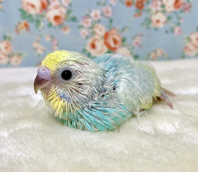 セキセイインコ パステルレインボーセルフ 水色ちゃん💧🫧