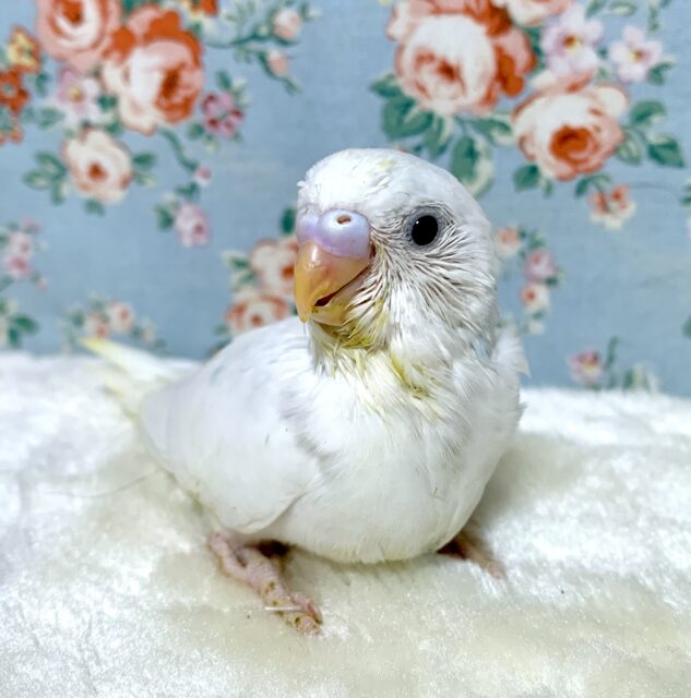 セキセイインコ ブルーパイド ‎🤍️💙🐥
