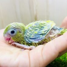 さやえんどうのおまめるりは🫛お店に登場ですよっ🎵　マメルリハ　アメリカンイエロー　男の子