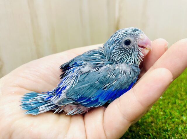 ブルーハワイのおまめるりは💙お店に登場ですよ〜🎵　マメルリハ　ブルー　男の子