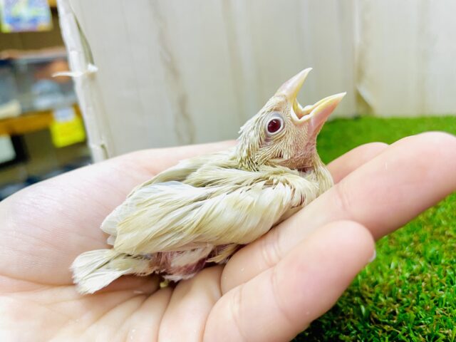 🤎あわあわ代表🤎ミルクティーちゃん！　シナモン文鳥