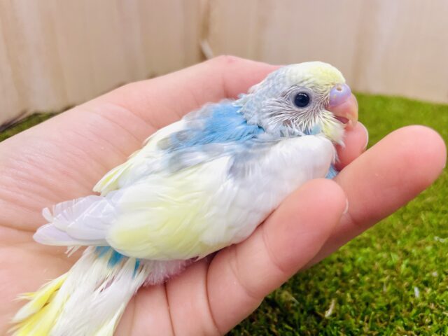 ふんわり☁️そしてほんのり☁️ セキセイインコ　パステルレインボーパイド　