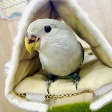 🌙ムンちゃん🌙これぞ！！！シックでクールなコザたん！　コザクラインコ　モーブ