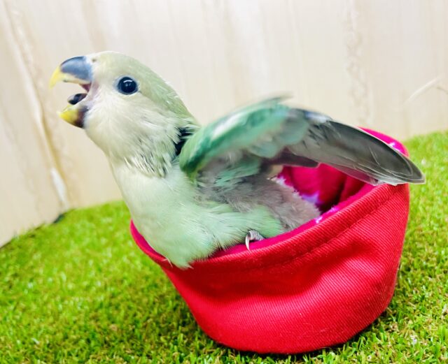 最新画像になりますよ⭐️こっち見てー❣️❣️優しさに包み込まれたコザたん💚　コザクラインコ　ブルーチェリー