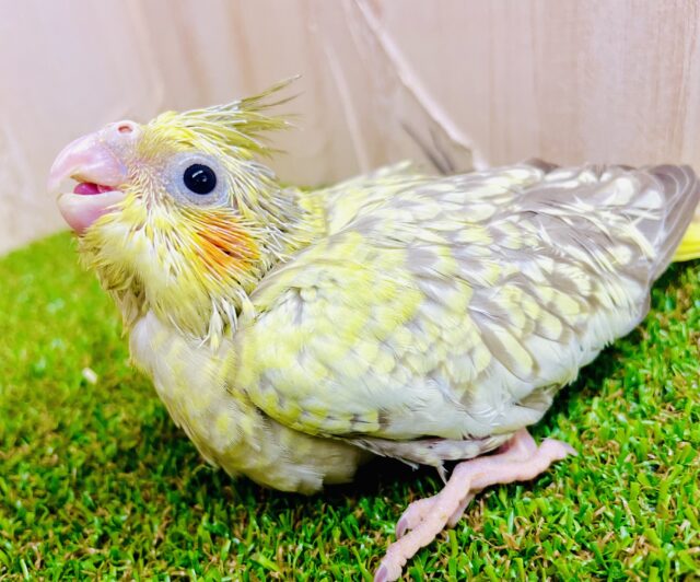 🌟星の粒がちりばめられた〜スーパーきらめきオカメちゃん🌟　オカメインコ　シナモンパール