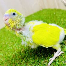 属性はキメラだよ🟡🟢ついにセキセイさんでも登場🎵　セキセイインコ　パイド