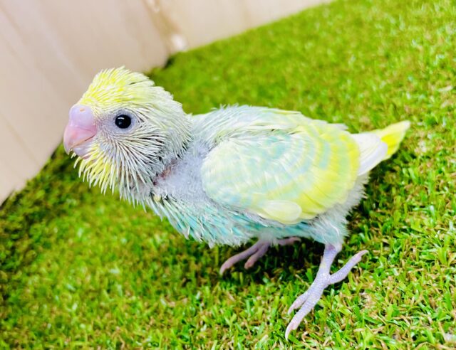 🍏✨背筋よくしてエメラルド胸元✨🍏　セキセイインコ　パステルカラーレインボー
