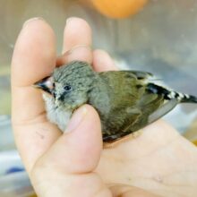 さし餌2回！最新画像になりますよ⭐️元気に！軽やかに！ちびっちゃーーーい❣️キラキラキンカ🩷　キンカ鳥　ノーマル