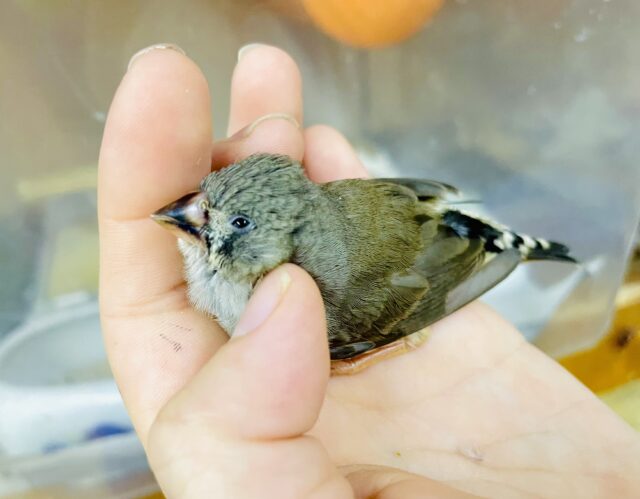 さし餌2回！最新画像になりますよ⭐️元気に！軽やかに！ちびっちゃーーーい❣️キラキラキンカ🩷　キンカ鳥　ノーマル