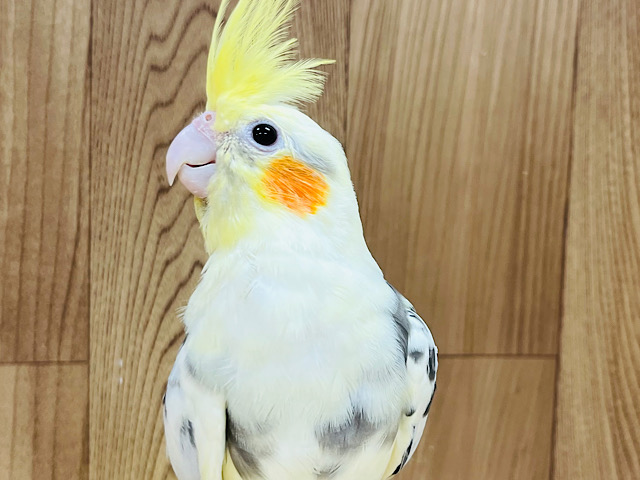 実は…なでられるの好きかも…♫オカメインコ(パイド)