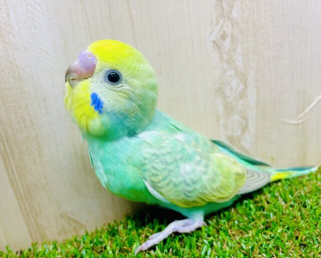 最新画像になりますよ！🍋🍏🍎フルーティーちゃんだよっ🍎🍏🍋みんなよろしくね🎵　セキセイインコ　レインボー