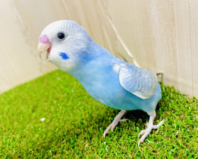 最新画像になりますよ⭐️😙ちょっと良いでしょうか😙羽がグレー❣️オシャレポイントに注目！　セキセイインコ　グレー系