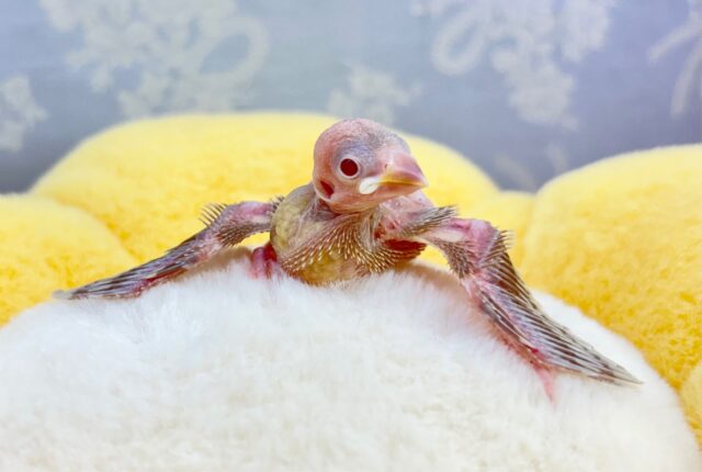 大人気！シナモン文鳥2023年8月生まれ