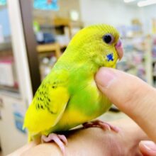 1人餌ホヤホヤ🌟ヒョウ柄パイド❣️最新画像になりますよ⭐️ウズウズしています💚💛可愛いお花ちゃんだよっ〜　セキセイインコ　パイド
