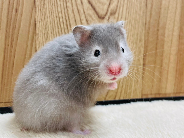 高いところもへっちゃらさ！セーブルハムスター(男の子)