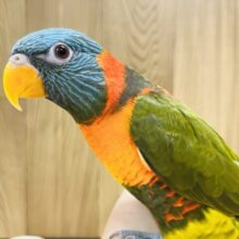 やんちゃ♡遊び好き♡フレンドリー♡ゴシキセイガイインコ(オリーブ)