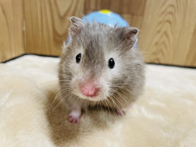 【最新画像更新🪄】仲良しすぎてシンクロしちゃう♫セーブルハムスター(男の子)