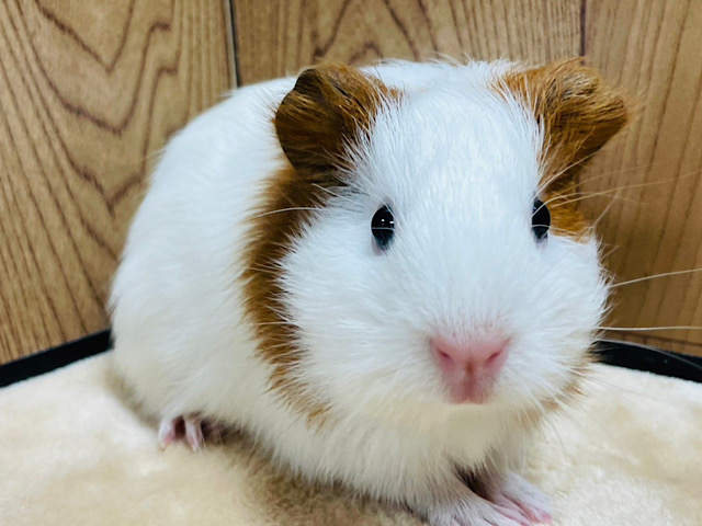 カチューシャつけてるの？♫イングリッシュモルモット(女の子)