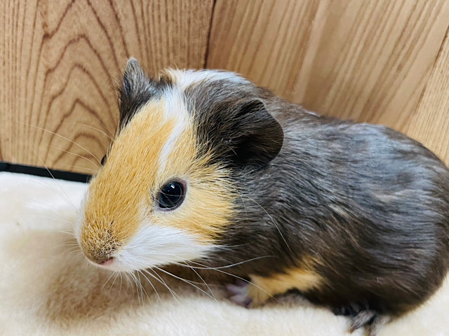 キャラメルマキアートみたいな♡イングリッシュモルモット(女の子)