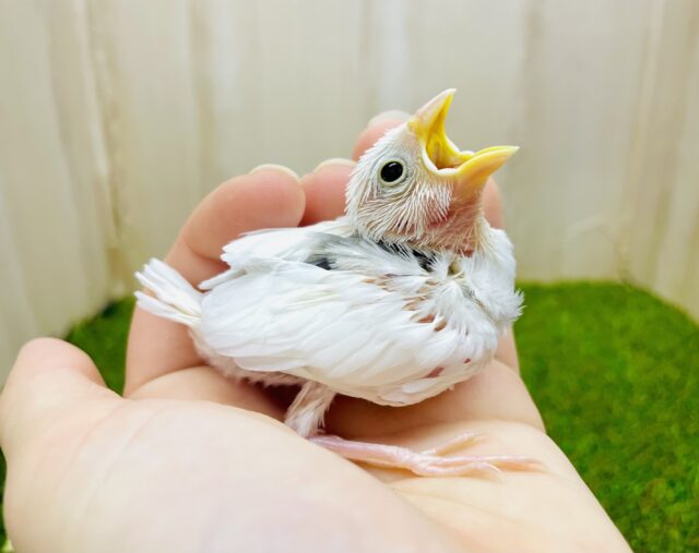 最新画像になりますよ⭐️将来はビッグなおもち文鳥になるのが夢なの🌟　白文鳥