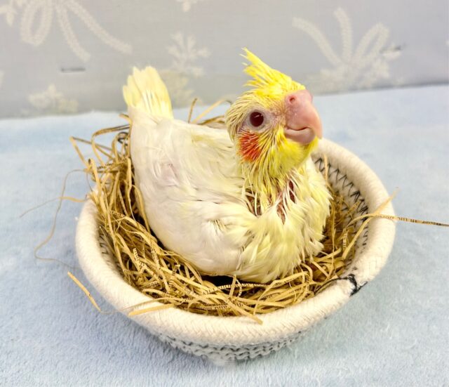 薄黄💛オカメインコ (ルチノー) 2023年8月生まれ