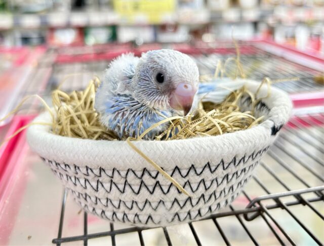 もくもく💭セキセイインコ(スパングル) 2023年8月生まれ