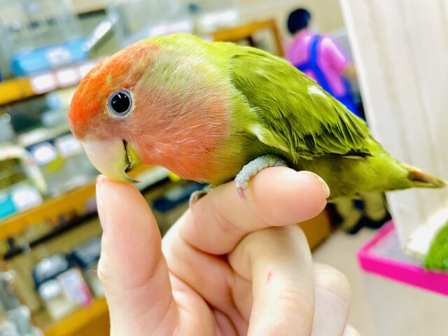 最新画像になりますよ⭐️❤️‍🔥是非注目❤️‍🔥オリーブのオッパ〜だよ❣️ コザクラインコ　オリーブオパーリン