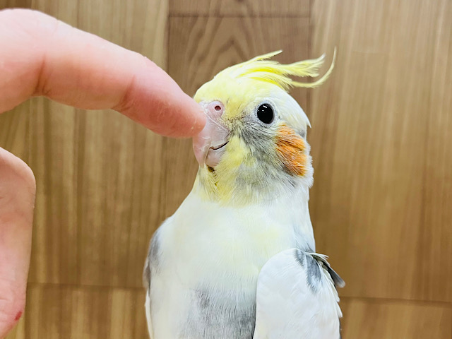 キュートフェイスに釘付け♡オカメインコ(パイド)