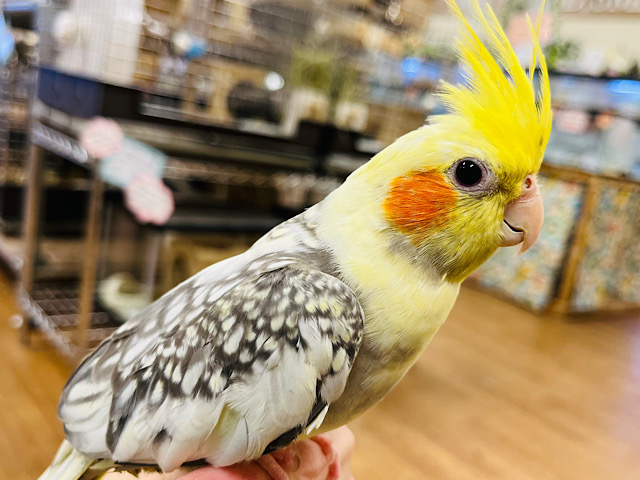ツンツンツンデレなオカメちゃんにハマってみませんか？🫧オカメインコ(パールパイド)
