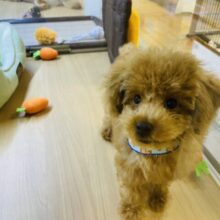 構ってがすごいんじゃ！元気いっぱいなトイプードルの男の子！