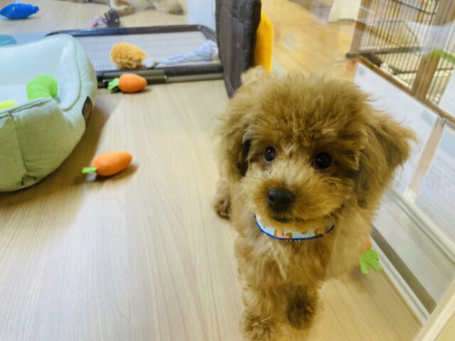 構ってがすごいんじゃ！元気いっぱいなトイプードルの男の子！