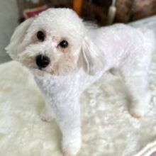 最新📷お耳がチャームポイント♡トイプードル（アプリコット）2022年9月30日生まれ男の子