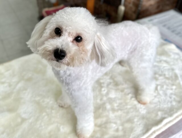 最新📷お耳がチャームポイント♡トイプードル（アプリコット）2022年9月30日生まれ男の子