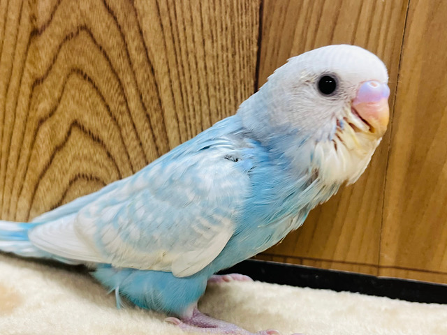 【最新画像更新🪄】見返り美インコ✨️セキセイインコ(スパングル) ヒナ