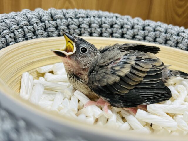 おっきくなるぞー！！桜文鳥 ヒナ