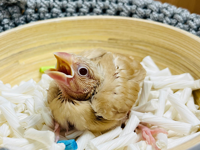 柔らかいカラーが人気なんです◎シナモン文鳥 ヒナ