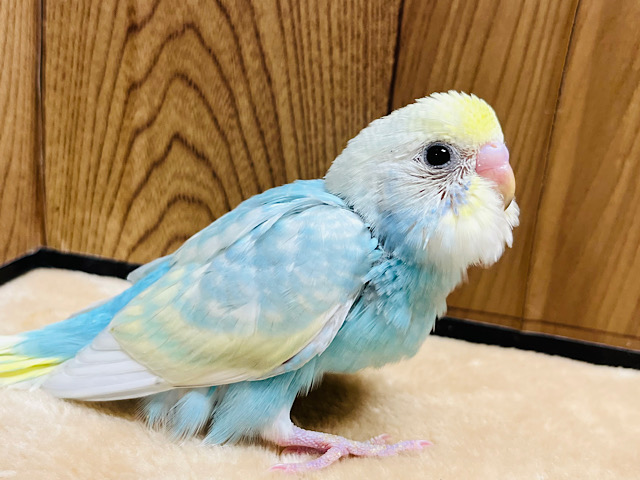 上目遣いがたまらん可愛さ♡セキセイインコ(パステルカラーレインボー) ヒナ