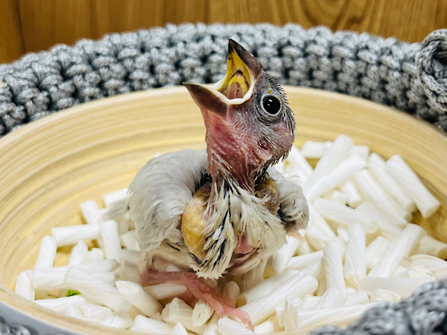 【最新画像更新🪄】ミニミニサイズのおちびさん♡シルバー文鳥(ヒナ)