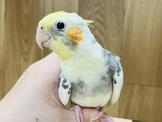 お散歩大好きなんですっ♪オカメインコ(パイド)