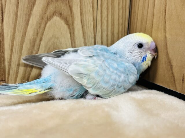 抱っこが落ち着くヒナさんです‪♫セキセイインコ(レインボー) ヒナ