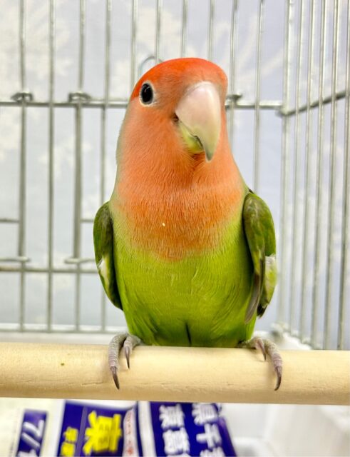 ✨最新画像✨️グリーン💚コザクラインコ(ノーマル) 2023年3月生まれ