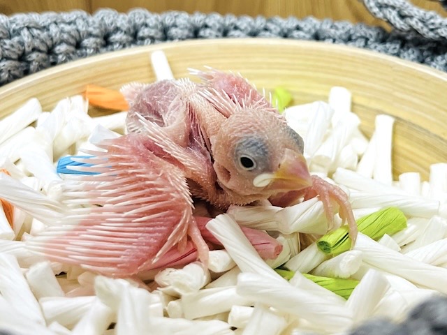 将来はもふもふ大福さんかなっ？白文鳥 ヒナ