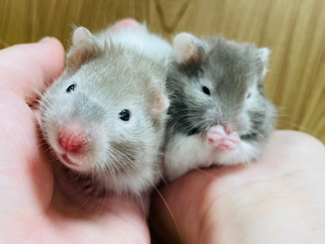 元気すぎちゃう美人姉妹♡セーブルハムスター(女の子)
