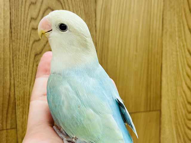 肩が落ち着く♡淡々グリーンアップル🍏コザクラインコ(アクアターコイズシナモンオパーリン)