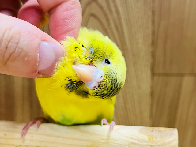 【最新画像更新🪄】手のひらでの甘え方が可愛い子♡セキセイインコ(ハルクイン) ヒナ